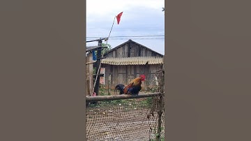 gà rừng mã vàng bây đập cánh cực hay.qaib qus daj ya ntxuaj ti zoo tiag tiag