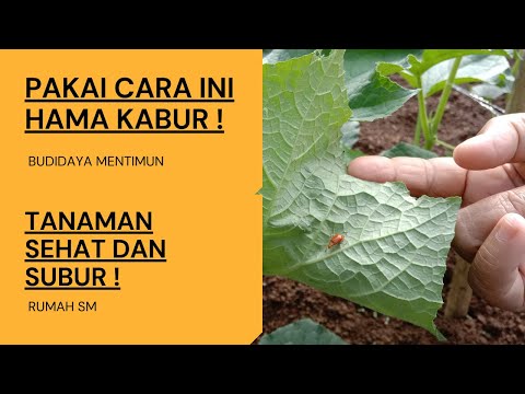 Video: Kawalan Kumbang Timun: Cara Menghilangkan Kumbang Timun