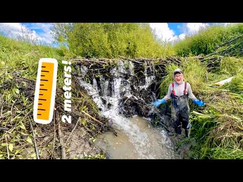 Beaver Dam Removal || Epic 2-Meter Dam Washout