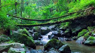 Powerful River Flow in Nature | Soothing Water Sounds for Deep Focus, Beat Stress, Reduce Anxiety