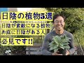 [ガーデニング]日陰の植物5選　キャリア28年のプロガーデナーが植えている日陰におススメの植物