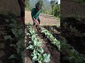 ऐसे होती है गोभी की गुड़ाई – असली देसी मेहनत! 💪🥦 #shorts #ytshorts #yotubeshorts #viralshorts