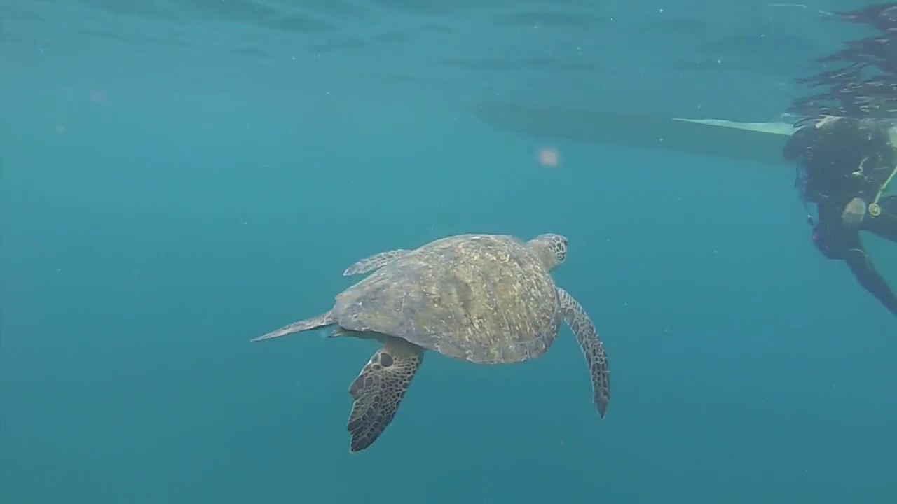 Scuba Diving at Isla de la Plata