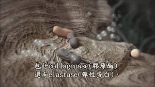 CGF濃縮生長因子如何幫助骨整合