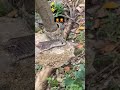 SNAKE HEAD CUT - KABHI NAHI DEKHA #shorts #youtubeshorts #snake