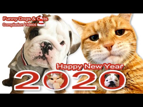 happy-new-year-2020-🎁-สวัสดีปีใหม่-2563🎁-funny-pet🥳