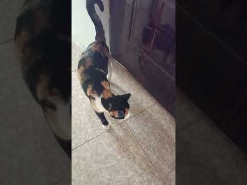 اینقدر بلا شده هوا سش به همه جا هست با کوجک ترین صدا واکنش نشون میده سابسکرایب یادتون نره