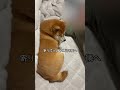 お父さん想いな愛犬に感動🥹 #shorts #愛犬