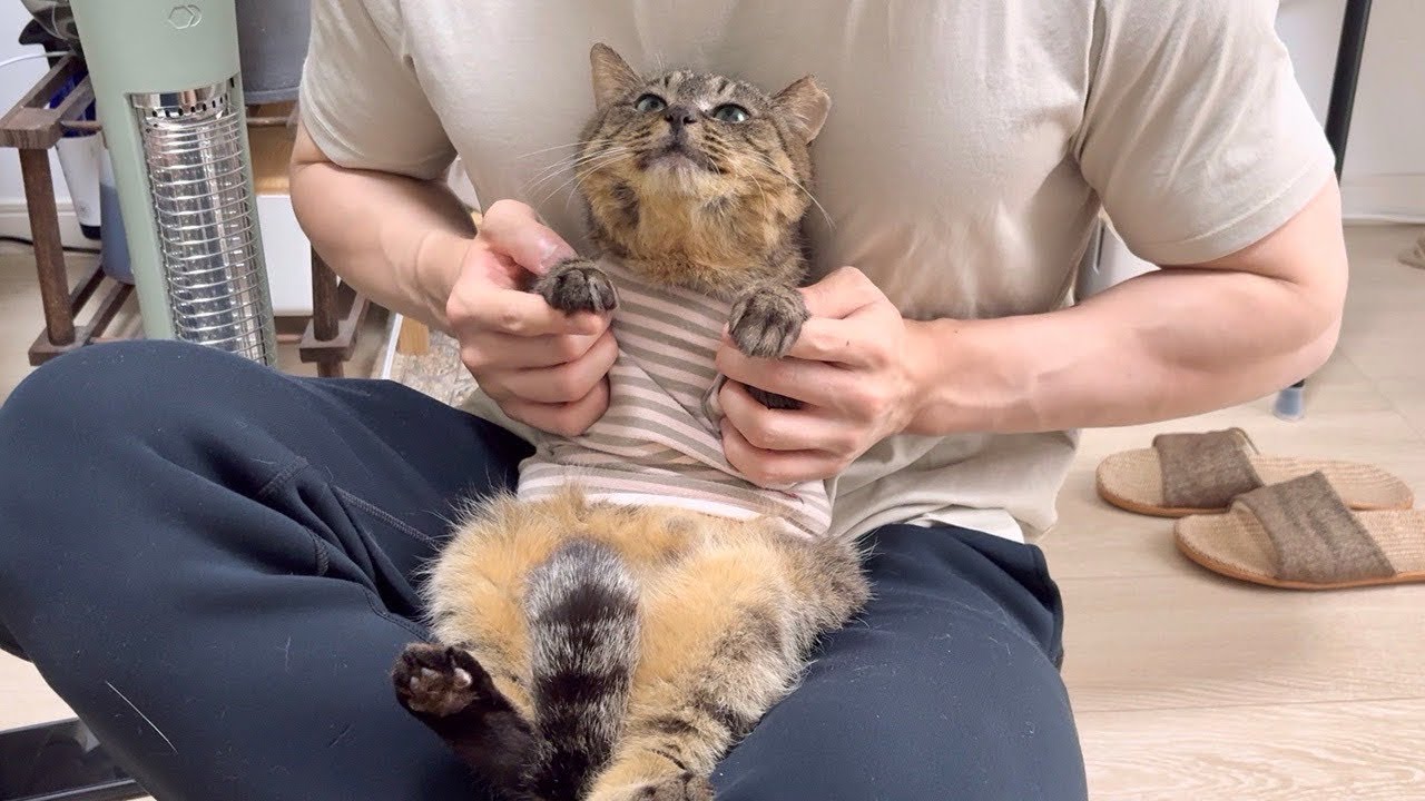最終回】虐められて保護した猫の様子を久しぶりに見に行ったら家猫生活