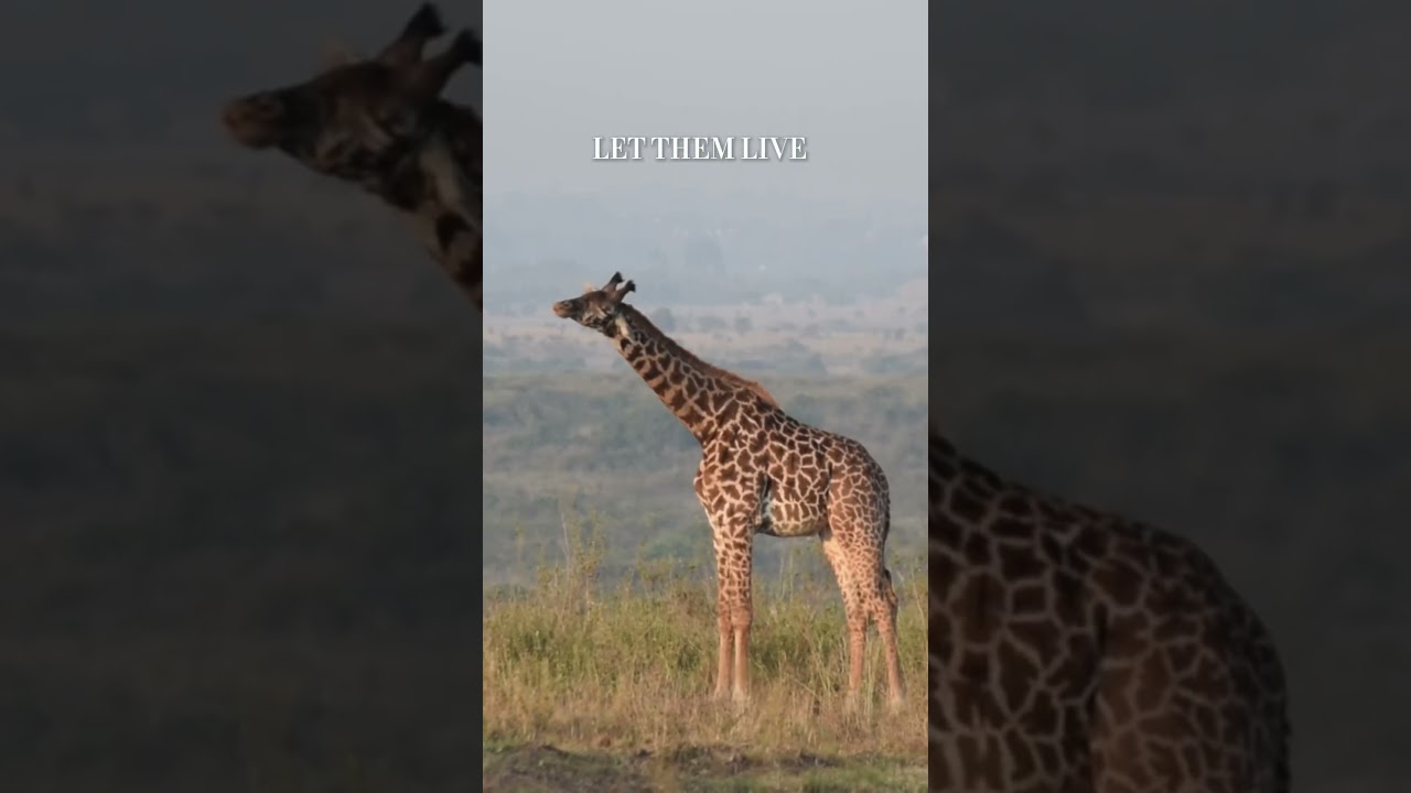 Journée mondiale des animaux ❤️