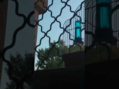 Chant De Mulet Ecolage Souk Ahras Kasta Kasta Jiw