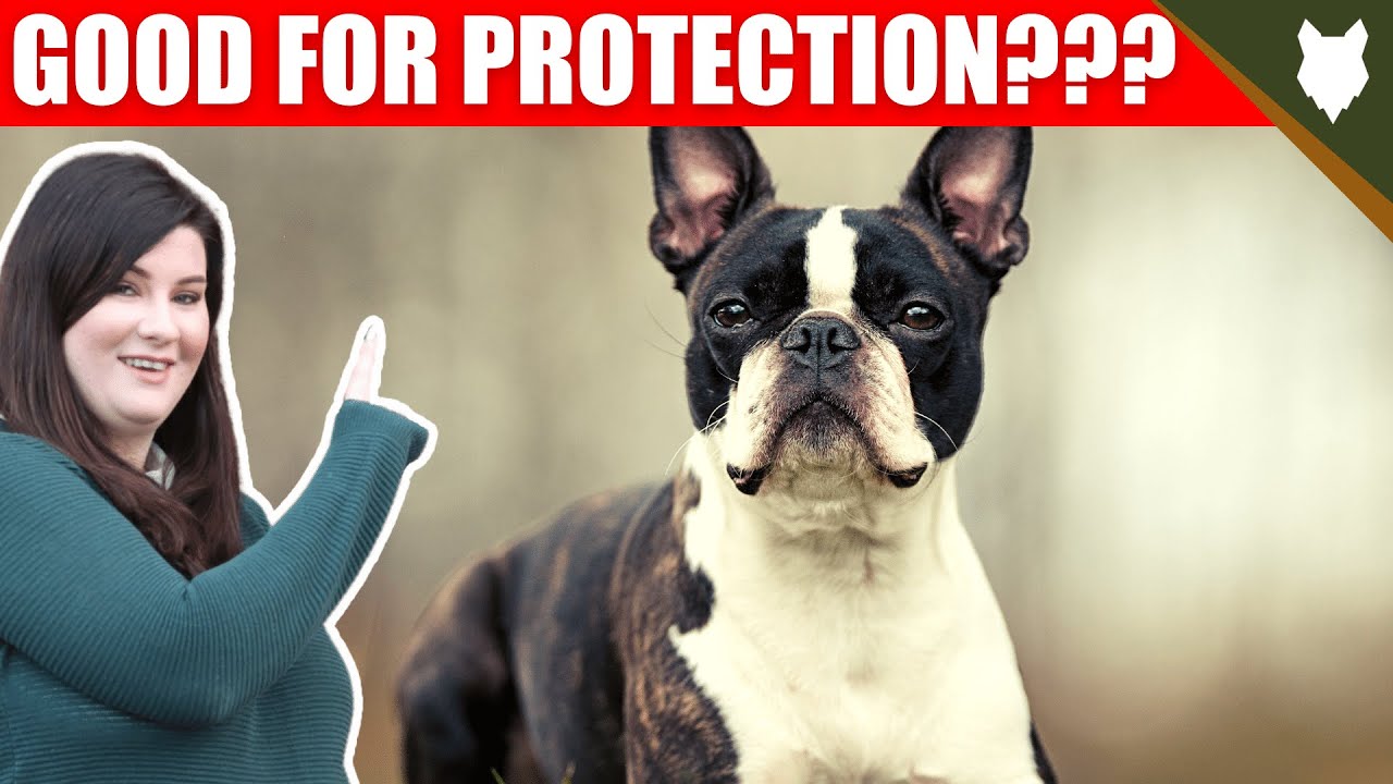 Are Boston Terrier Good Guard Dogs?