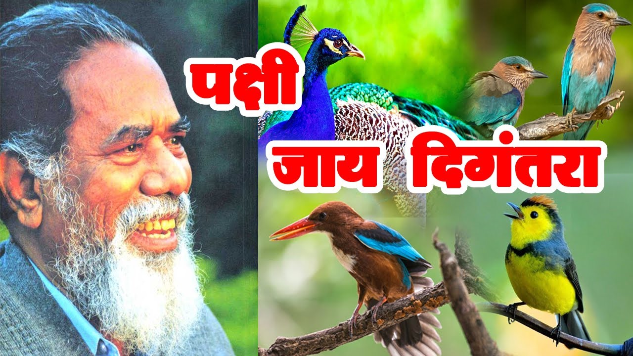 पक्षी जाय दिगंतरा | अरण्यमहर्षी मारुती चितमपल्ली यांच्याशी खास बातचीत