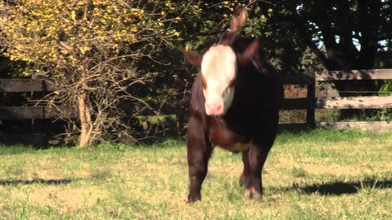 CIALE Alta Toro Esperado - Braford