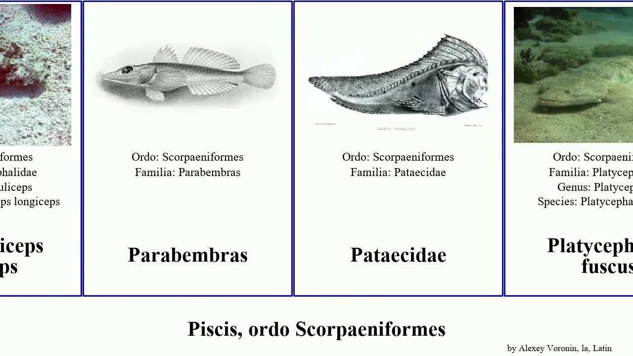 Piscis, ordo Scorpaeniformes sebastes chelidonichthys scorpaena fish borealis lyra norvegicus kumu