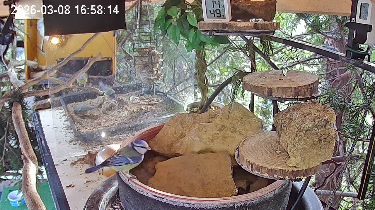 Entspannter Nachmittag am Vogel-Spa (08.03.2026[