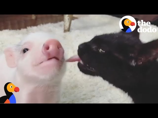 Rescue Piglet Raised by Cats | The Dodo