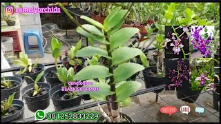 ONGKIR MURAH...!! Bunga cakep Anggrek dendrobium DANISH, Black Scorpion, Lasianthera berbunga screenshot 1