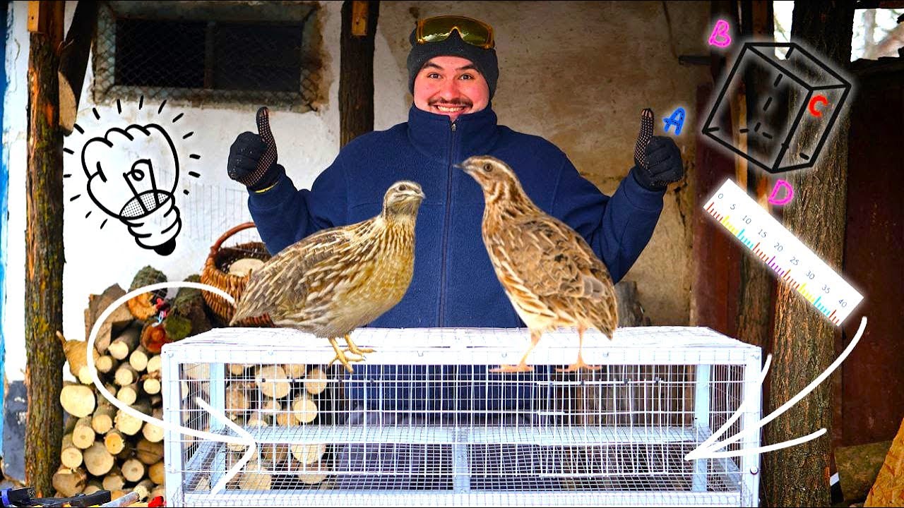 Заводимо перепілок | Робимо дешеву клітку | Сільський влог