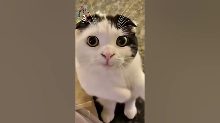 Video 10124101: scottish fold cat dancing, cutest scottish fold cat, scottishfold, meow