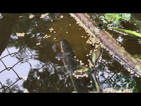 Video Cách nuôi cá trê lai trong bể xi măng đơn giản nhất |... - youtube