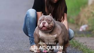 La Mejor Hembra American Bully Lilac Queen The Best Female American Bully La Hembra Mas Linda