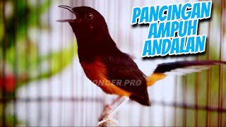 AUTO GACOR NGAMUK - PANCINGAN MURAI BATU GACOR PALING AMPUH