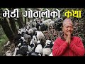 यति धेरै भेडा बाख्रा लिएर मनास्लुको फेदी सम्म पुग्ने गोठालो ! - Sheep and goat farming in Nepal