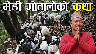 यति धेरै भेडा बाख्रा लिएर मनास्लुको फेदी सम्म पुग्ने गोठालो ! - Sheep and goat farming in Nepal