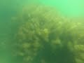 Heimstettener See unter Wasser 6