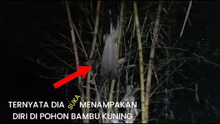 EXPLORE TEMPAT ANGKER: ADANYA SOSOK KUNTILANAK PENUNGGU POHON BAMBU KUNING YANG BIKIN GEGER