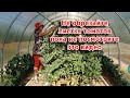 Не обрезайте листья томатов пока не посмотрите это видео