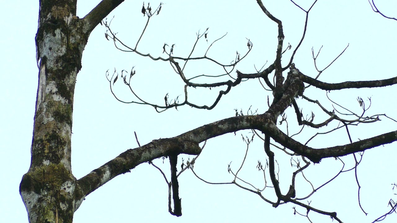 Guianan Woodcreeper (Lepidocolaptes albolineatus) foraging, French Guiana