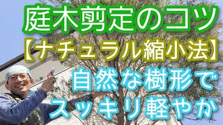 【庭木の自然風剪定】軽やか&amp;ナチュラルに仕上がる手入れのポイント(2024年4月)🌿☝️