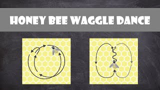 The Honey Bee Waggle Dance | Entomology