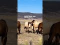 #stallion #wildlife protecting their her proving their strength #reels #jessreyez #thisislife 