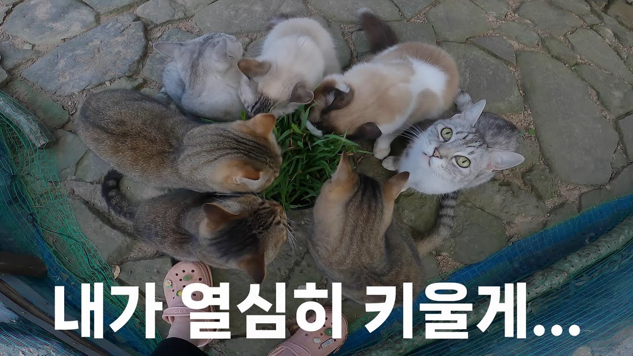 보름을 키웠는데...한 순간에 사라져버렸다.