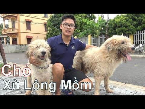 Đây Là Chó TÂY hay Chó TA ??? / Chó Xù Lông Mồm - Chó Mèo/ NhamTuatTV - Dog in Vietnam