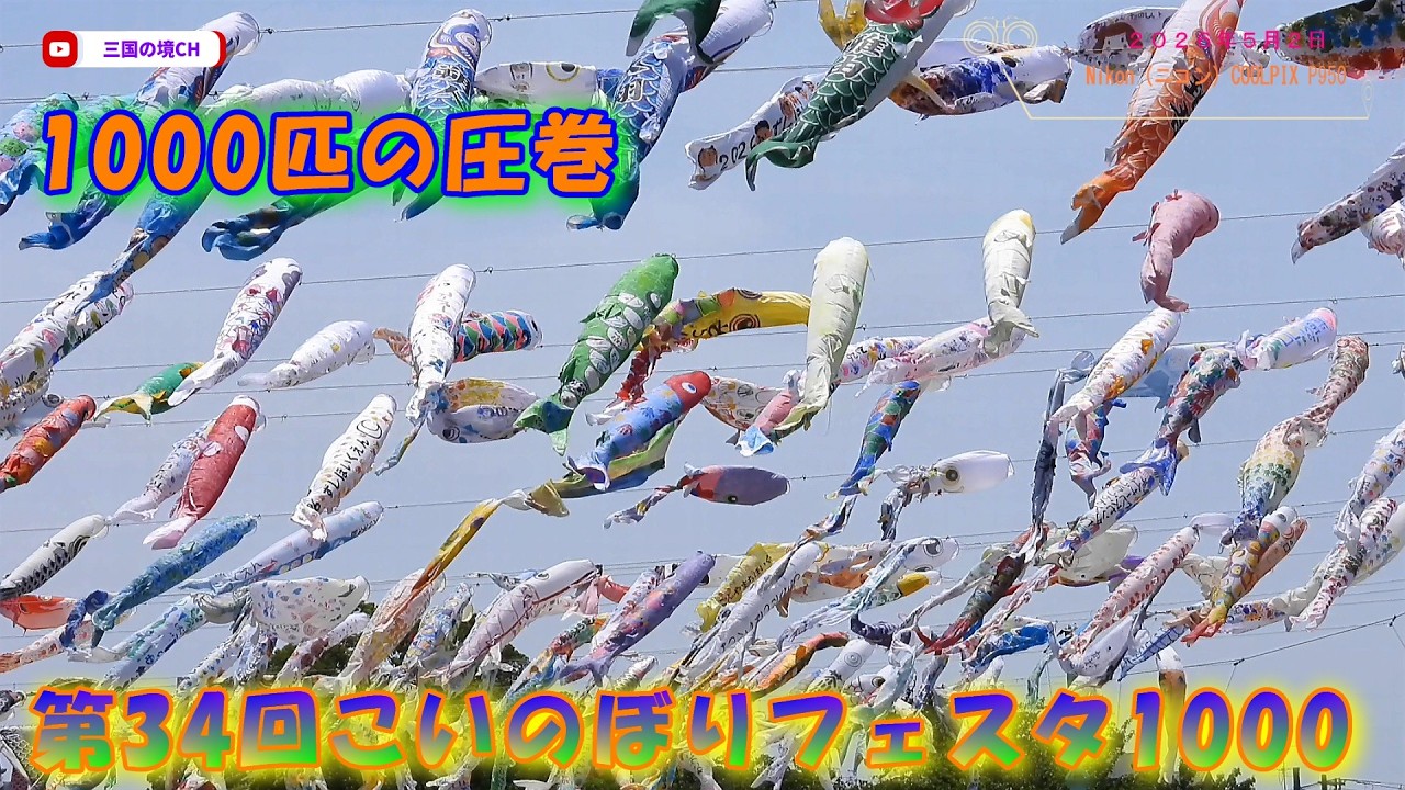 圧巻】空を泳ぐ1000匹の鯉のぼり！第34回こいのぼりフェスタ1000【2026