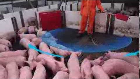 Smart Pig Handling - Part 2 of 2 - Principles of Pig Handling