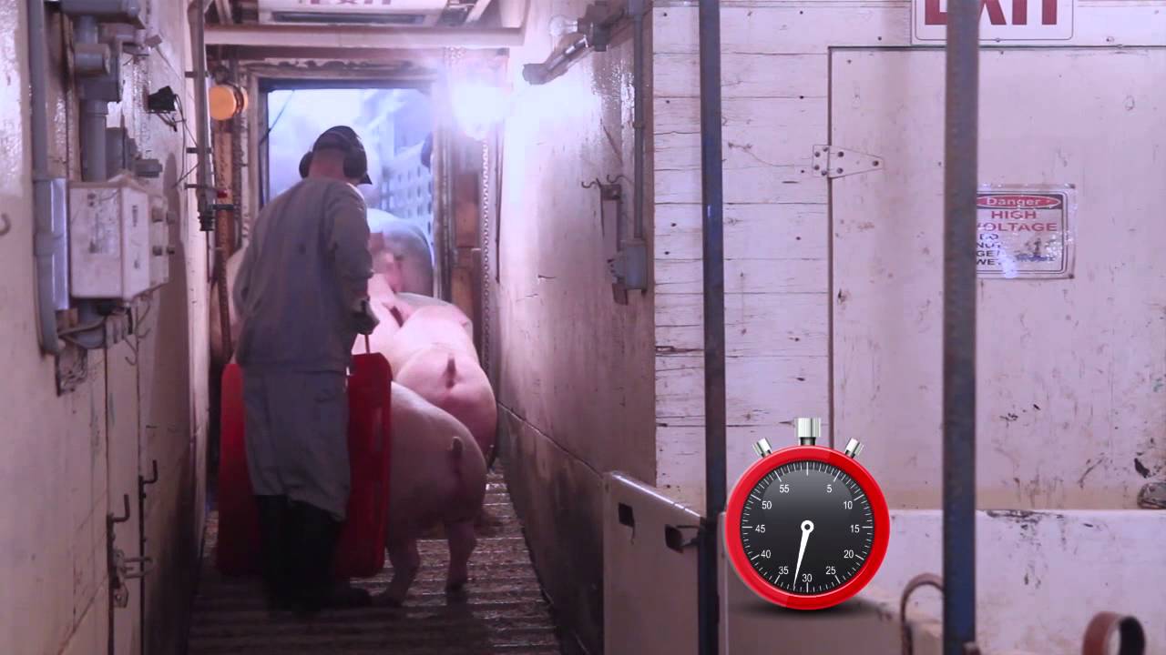 Smart Pig Handling - Part 2 of 2 - Principles of Pig Handling