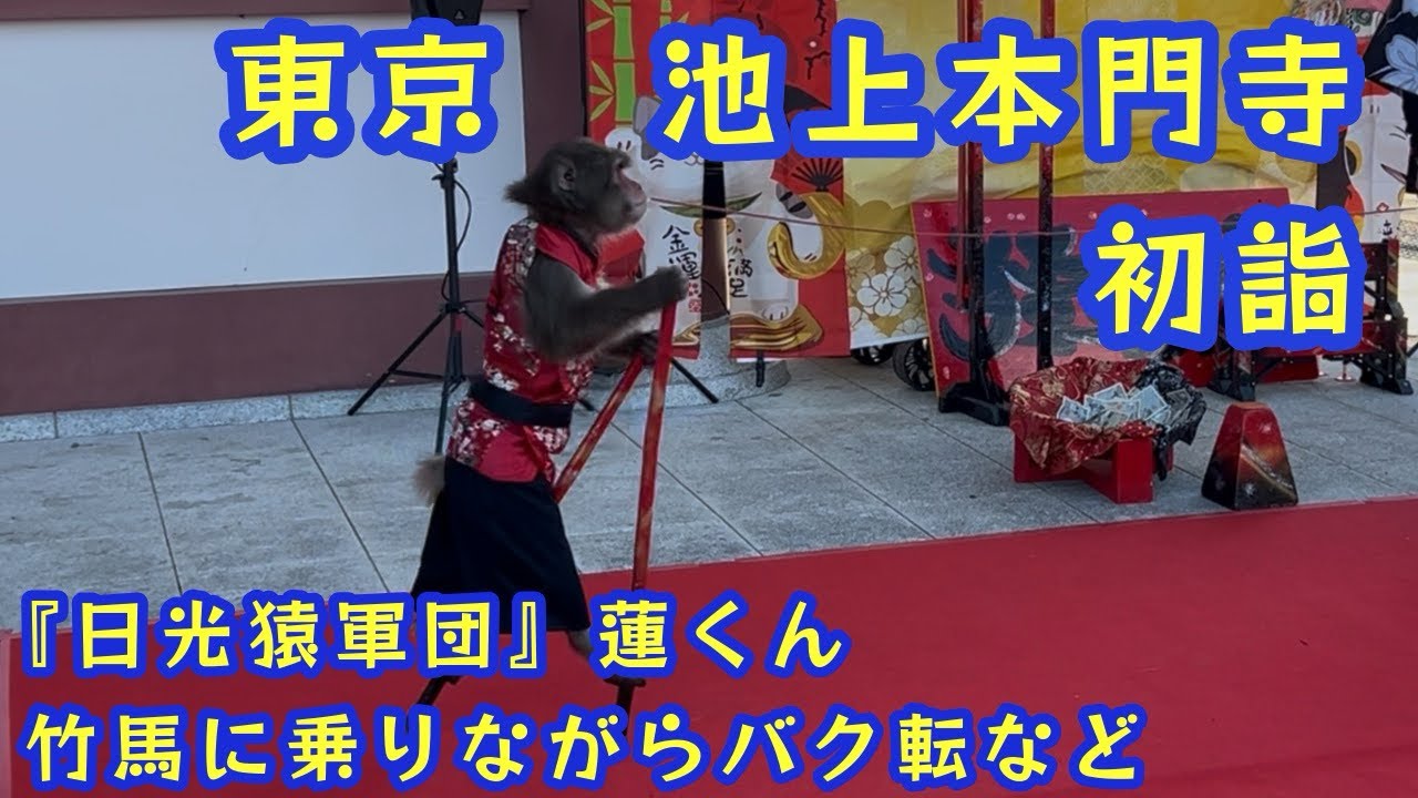 【東京　池上本門寺⛩️初詣🎍】　『日光猿軍団』蓮くんのパフォーマンス　竹馬に乗りながらバク転など