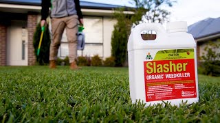 DIY & Organic Treatments for Lawn Weeds