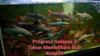 Progress Selepas 3 Tahun Memelihara Ikan Kelah Super Red Mahseer To Tambra & Neo