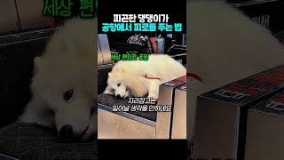 피곤한 댕댕이가 공항에서 피로를 푸는 법