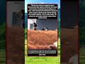 Clever Magpies Harvesting Warm Cow Hair