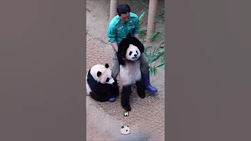 Няня панд самая милая и самая сложная работа в Китае животные панды Animals Zoo Shorts 