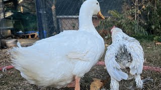 Lonely chicken finally makes a friend