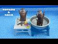 カワウソ達に新しいプールあげたら喜び全開だーっ! Otters Get Their Paws on a New Pool!