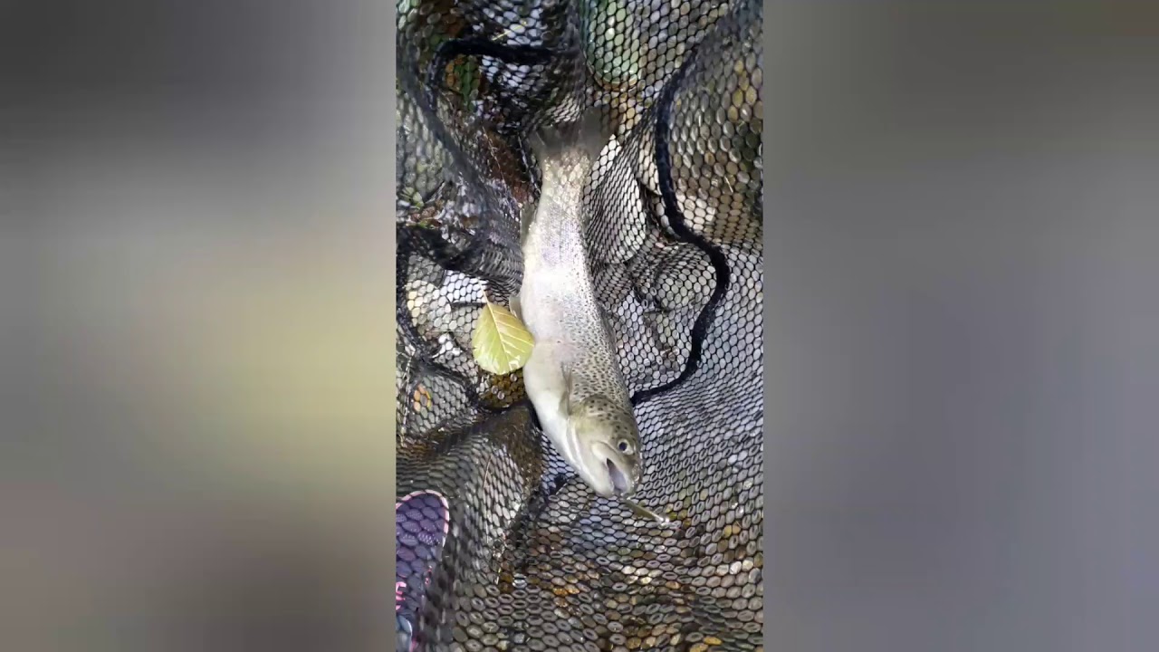 Spinning ultra light e spinfly  trota torrente